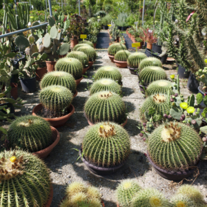Green Forest - Cyprus' leading landscaping company - cactussucculentsplants 1