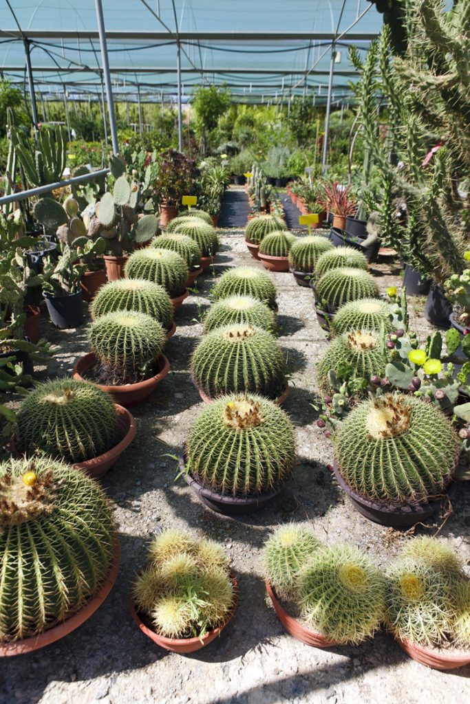 Green Forest - Cyprus' leading landscaping company - cactussucculentsplants 1