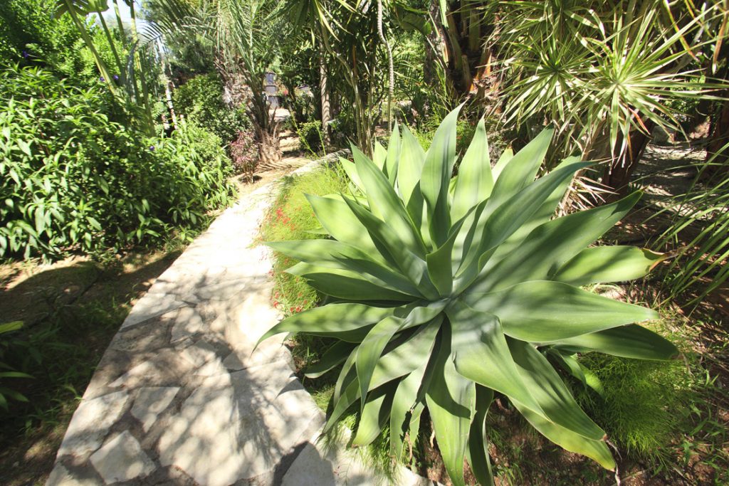 Green Forest - Cyprus' leading landscaping company - cactussucculentsplants 14