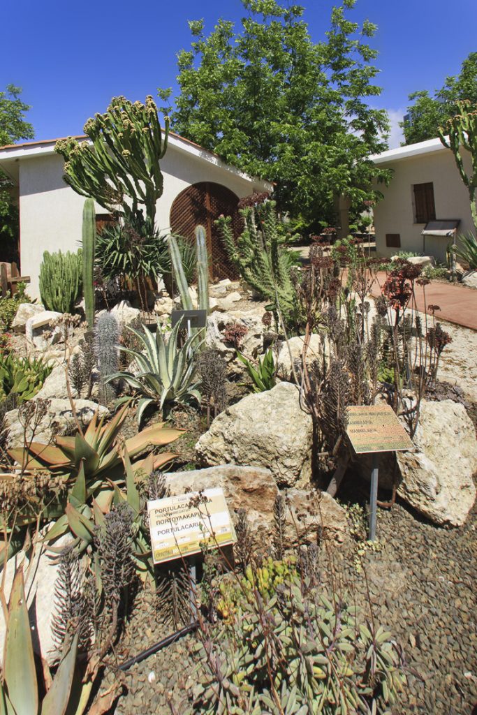 Green Forest - Cyprus' leading landscaping company - cactussucculentsplants 17 1