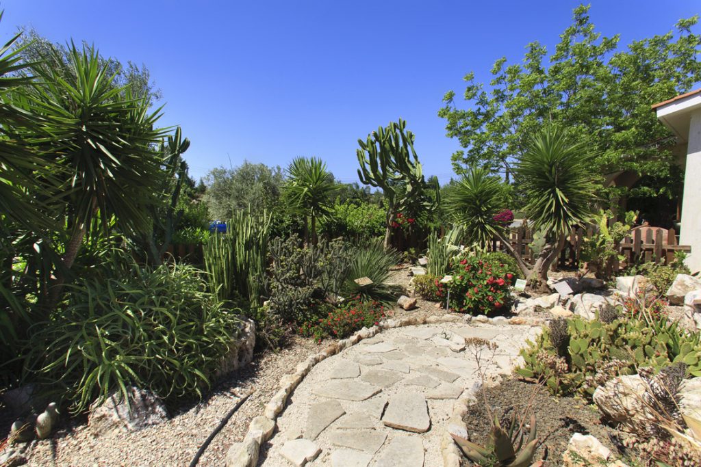 Green Forest - Cyprus' leading landscaping company - cactussucculentsplants 18 2