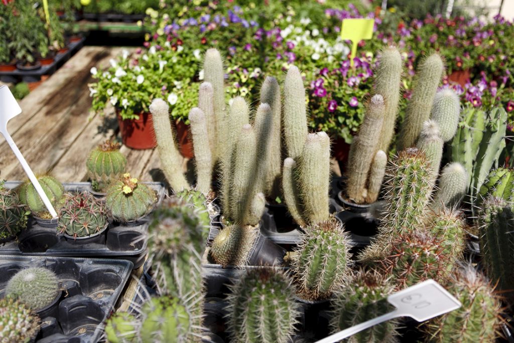 Green Forest - Cyprus' leading landscaping company - cactussucculentsplants 2 2