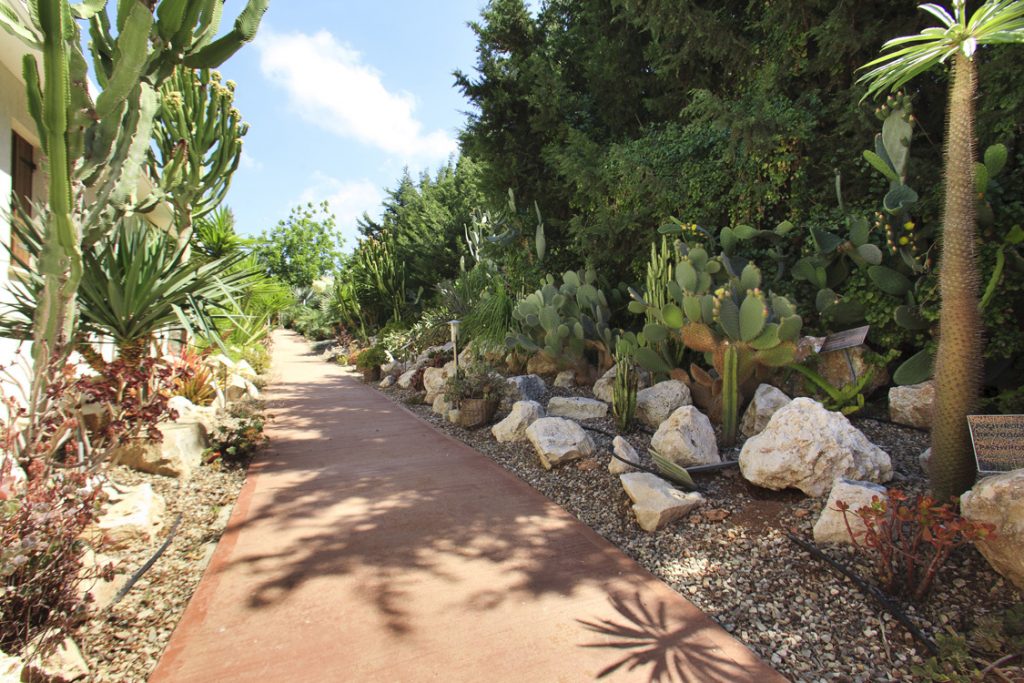 Green Forest - Cyprus' leading landscaping company - cactussucculentsplants 20 2
