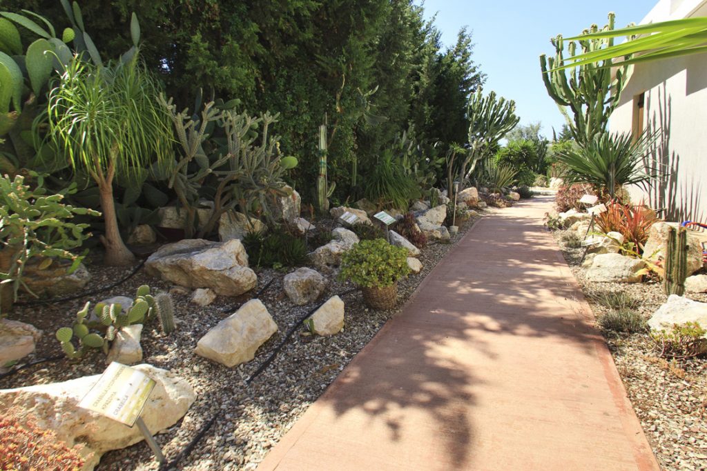 Green Forest - Cyprus' leading landscaping company - cactussucculentsplants 21 2