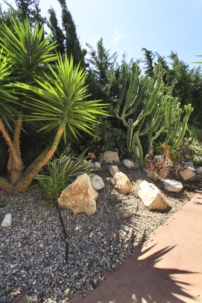 Green Forest - Cyprus' leading landscaping company - cactussucculentsplants 22 2