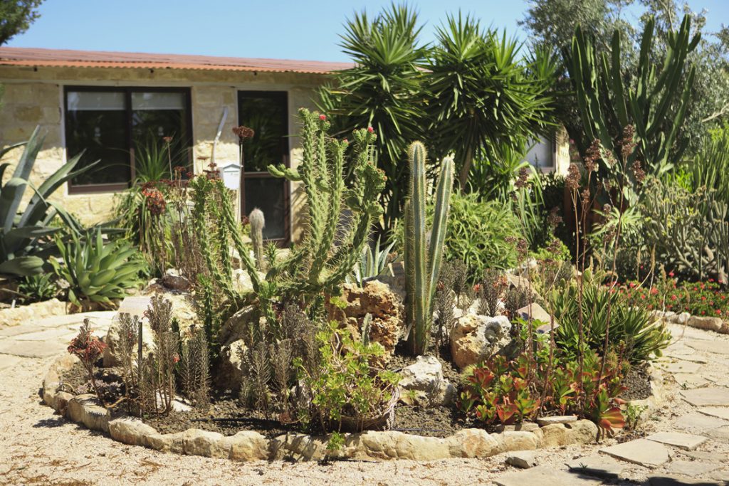 Green Forest - Cyprus' leading landscaping company - cactussucculentsplants 23 1
