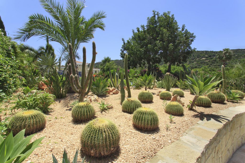 Green Forest - Cyprus' leading landscaping company - cactussucculentsplants 8 2