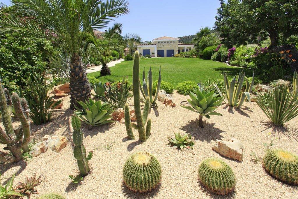 Green Forest - Cyprus' leading landscaping company - cactussucculentsplants 9 2