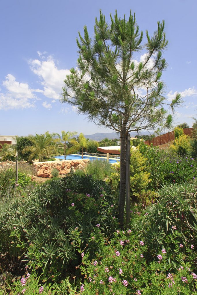Green Forest - Cyprus' leading landscaping company - conifergardens 14 2