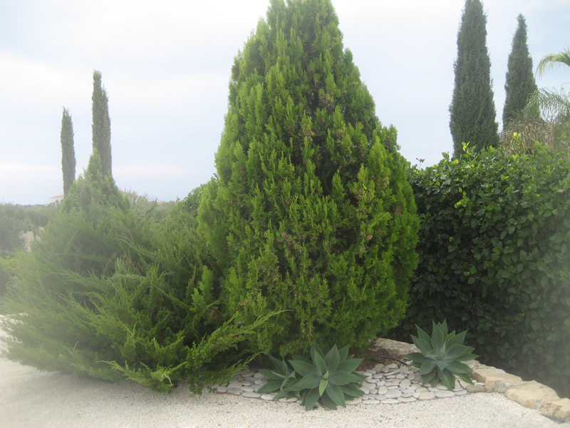 Green Forest - Cyprus' leading landscaping company - conifergardens 16 2