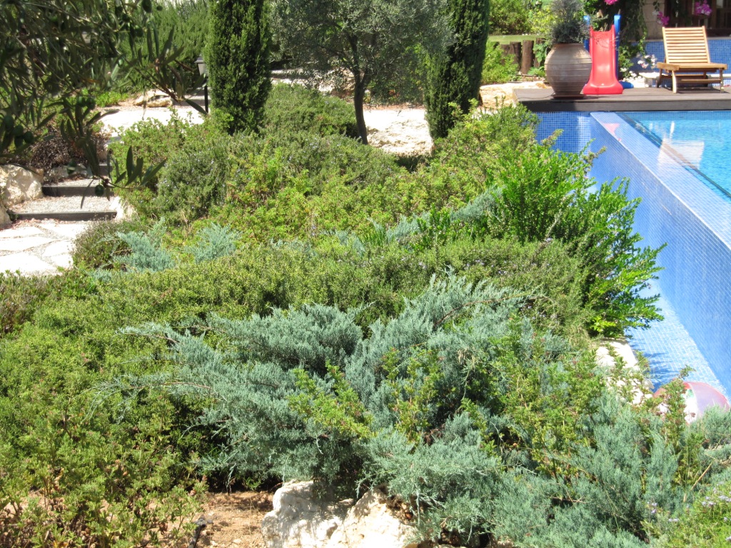 Green Forest - Cyprus' leading landscaping company - conifergardens 19 2