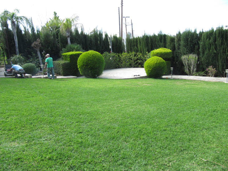 Green Forest - Cyprus' leading landscaping company - conifergardens 25 2