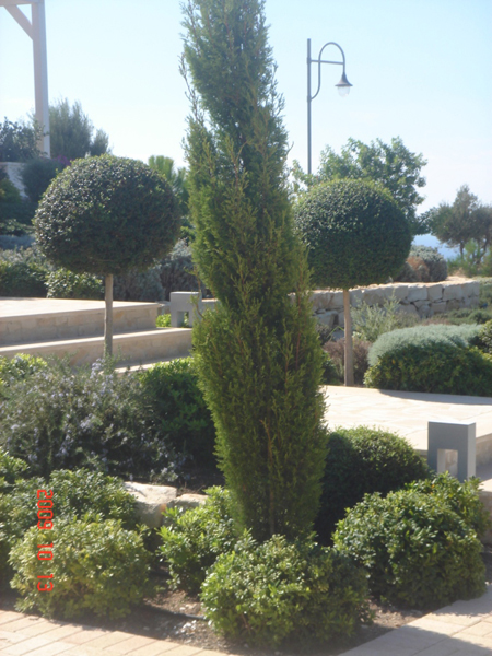 Green Forest - Cyprus' leading landscaping company - conifergardens 27 2