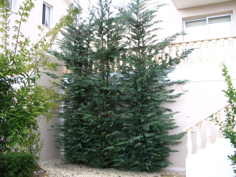 Green Forest - Cyprus' leading landscaping company - conifergardens 37 2