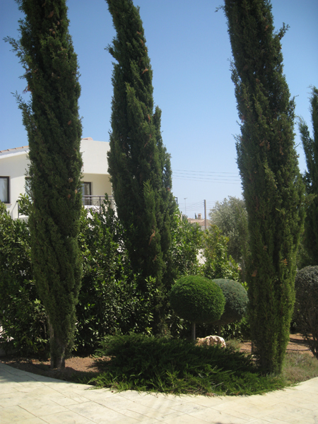 Green Forest - Cyprus' leading landscaping company - conifergardens 42