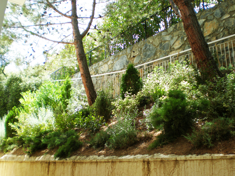 Green Forest - Cyprus' leading landscaping company - conifergardens 49 2