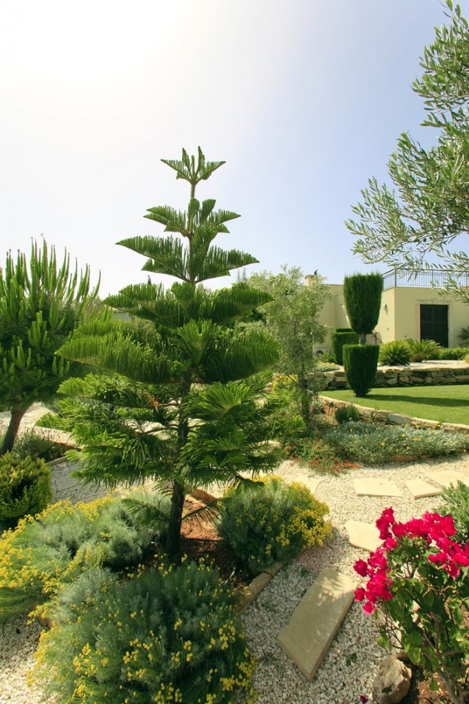 Green Forest - Cyprus' leading landscaping company - conifergardens 5 2
