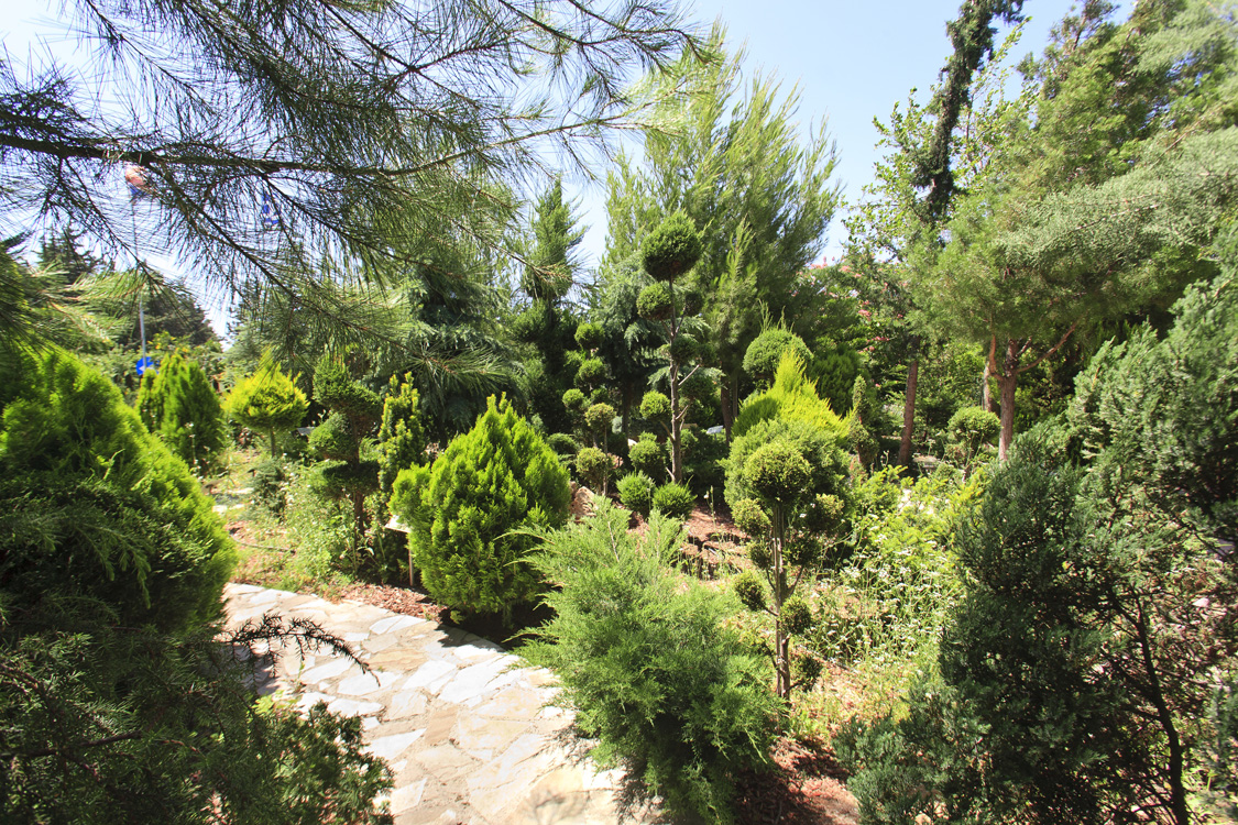 Green Forest - Cyprus' leading landscaping company - conifergardens 9 2