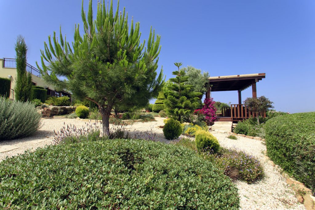 Green Forest - Cyprus' leading landscaping company - coniferplants 1 2