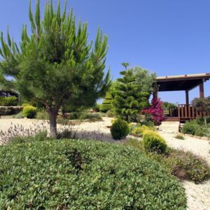 Green Forest - Cyprus' leading landscaping company - coniferplants 1 2