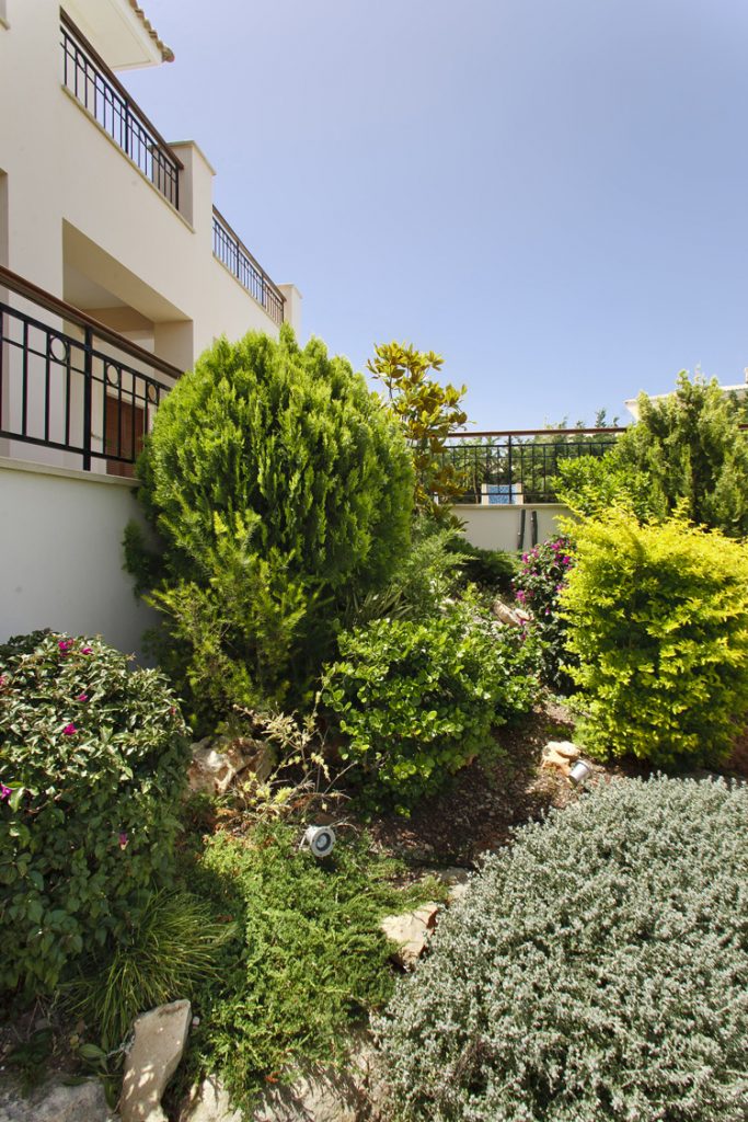 Green Forest - Cyprus' leading landscaping company - coniferplants 15