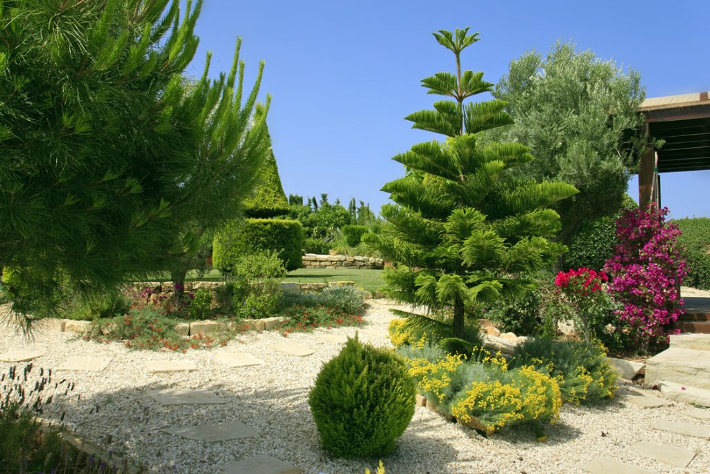Green Forest - Cyprus' leading landscaping company - coniferplants 2 2