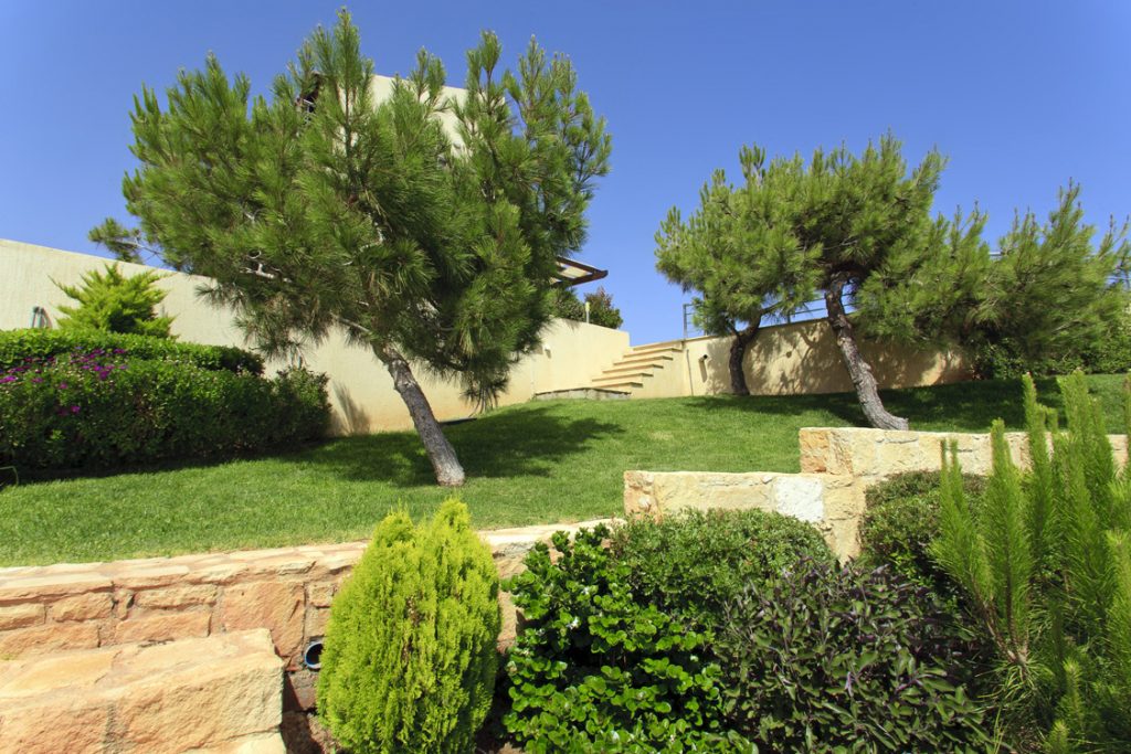 Green Forest - Cyprus' leading landscaping company - coniferplants 22 2