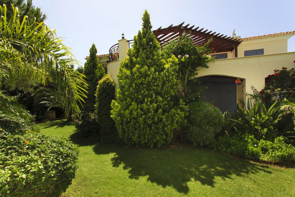 Green Forest - Cyprus' leading landscaping company - coniferplants 23 2