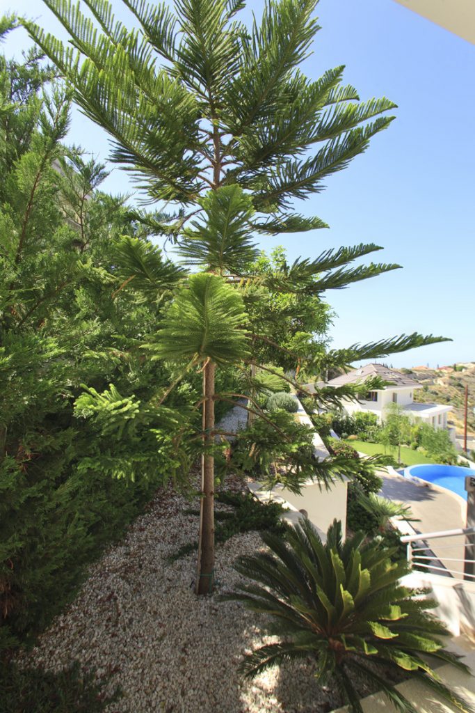 Green Forest - Cyprus' leading landscaping company - coniferplants 24 1