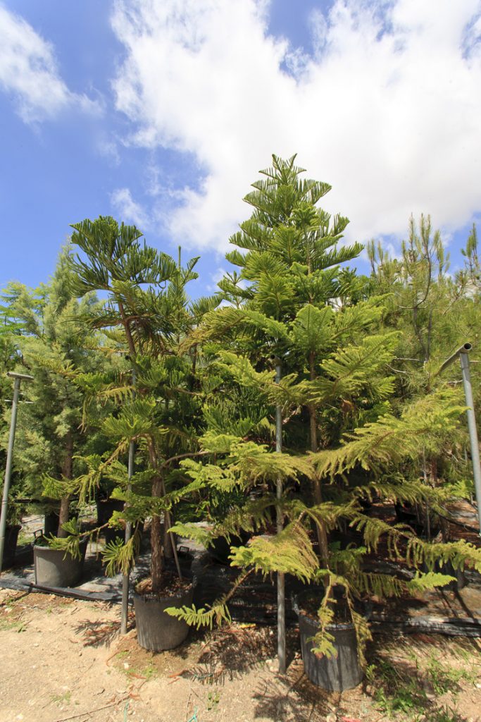 Green Forest - Cyprus' leading landscaping company - coniferplants 25