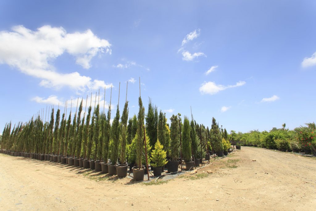 Green Forest - Cyprus' leading landscaping company - coniferplants 27 2