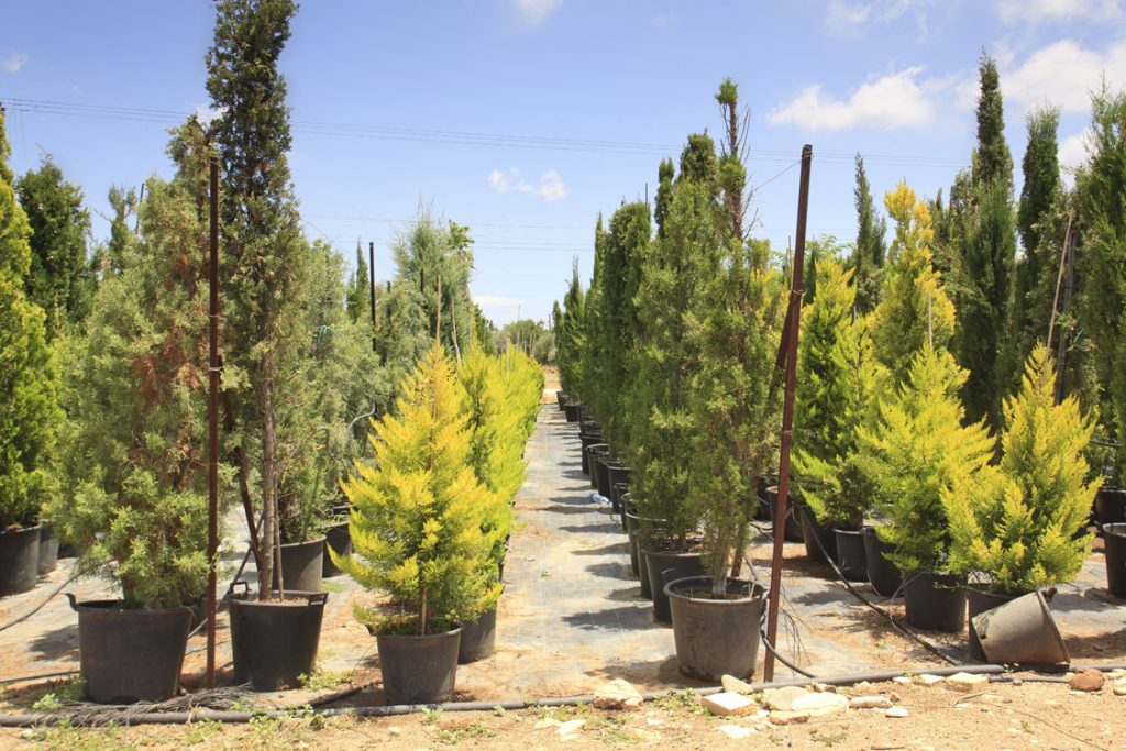 Green Forest - Cyprus' leading landscaping company - coniferplants 28 2
