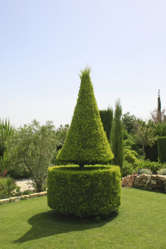 Green Forest - Cyprus' leading landscaping company - coniferplants 3