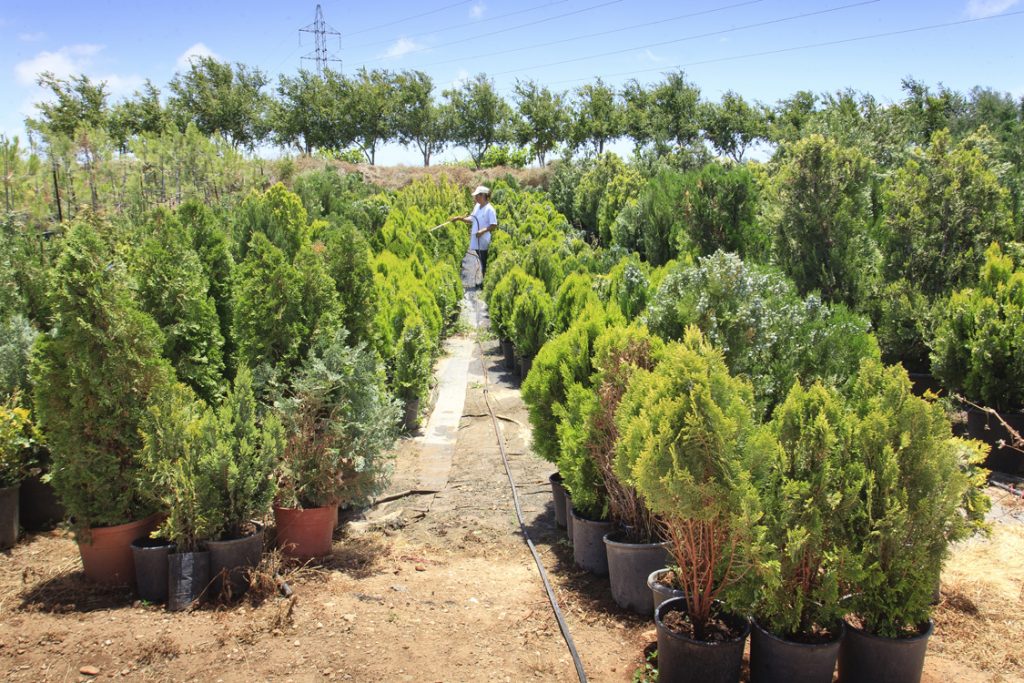 Green Forest - Cyprus' leading landscaping company - coniferplants 30 2