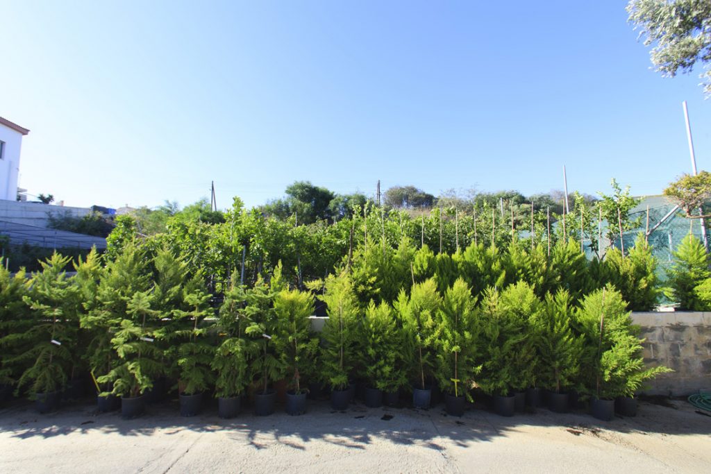 Green Forest - Cyprus' leading landscaping company - coniferplants 33 2