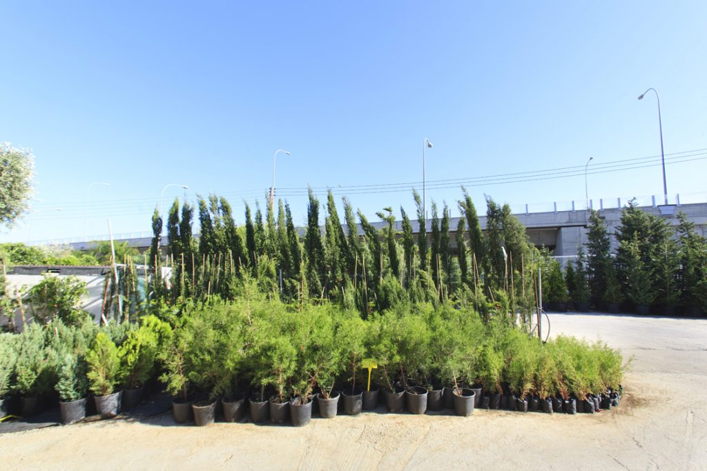 Green Forest - Cyprus' leading landscaping company - coniferplants 34 2