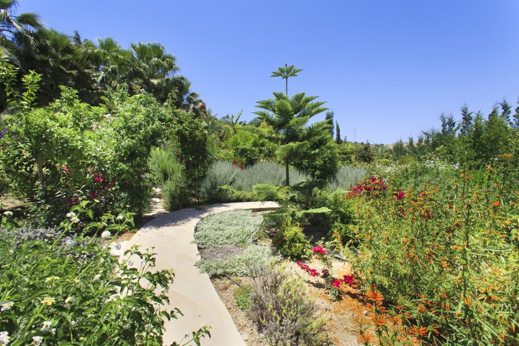 Green Forest - Cyprus' leading landscaping company - coniferplants 36 2