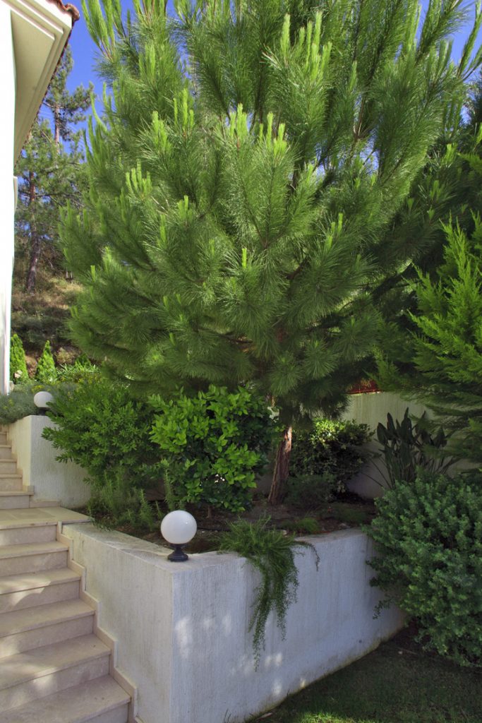 Green Forest - Cyprus' leading landscaping company - coniferplants 61 2
