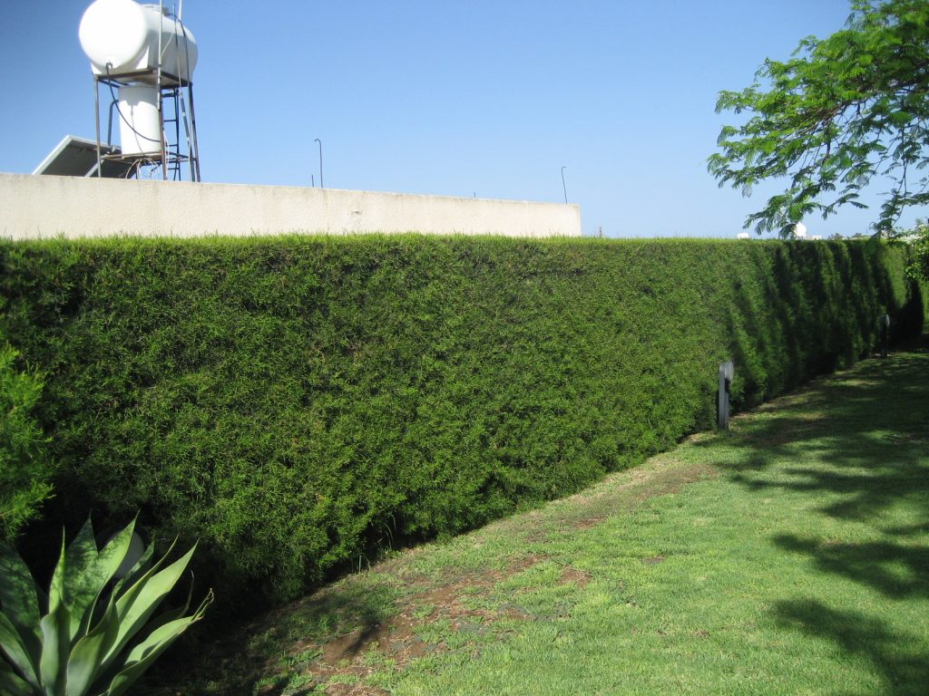 Green Forest - Cyprus' leading landscaping company - coniferplants 66 2