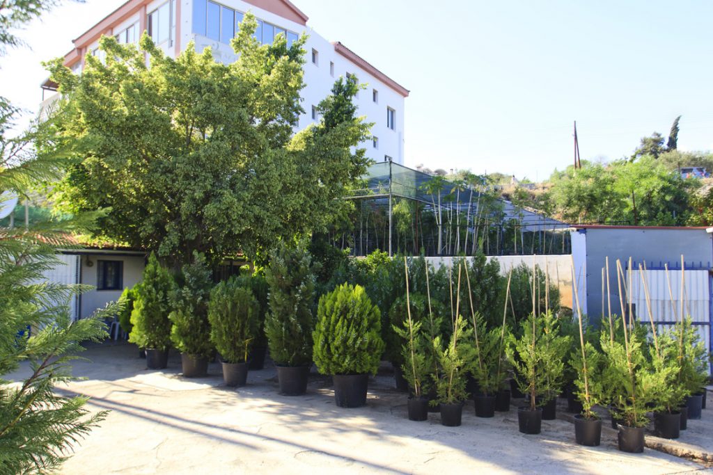 Green Forest - Cyprus' leading landscaping company - coniferplants 7 2