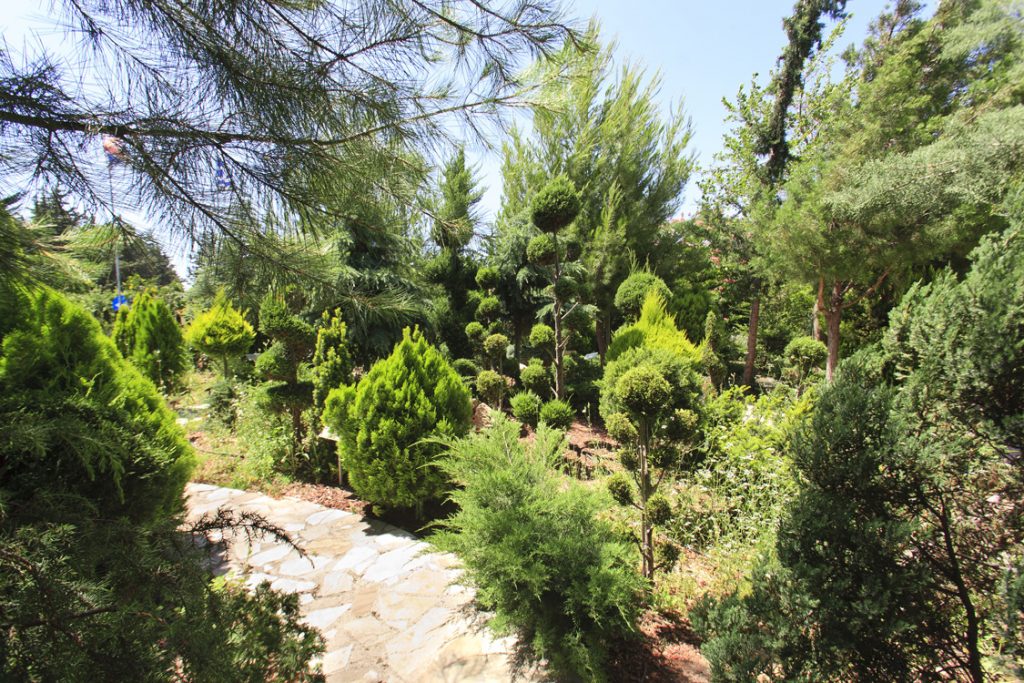 Green Forest - Cyprus' leading landscaping company - coniferplants 9 2