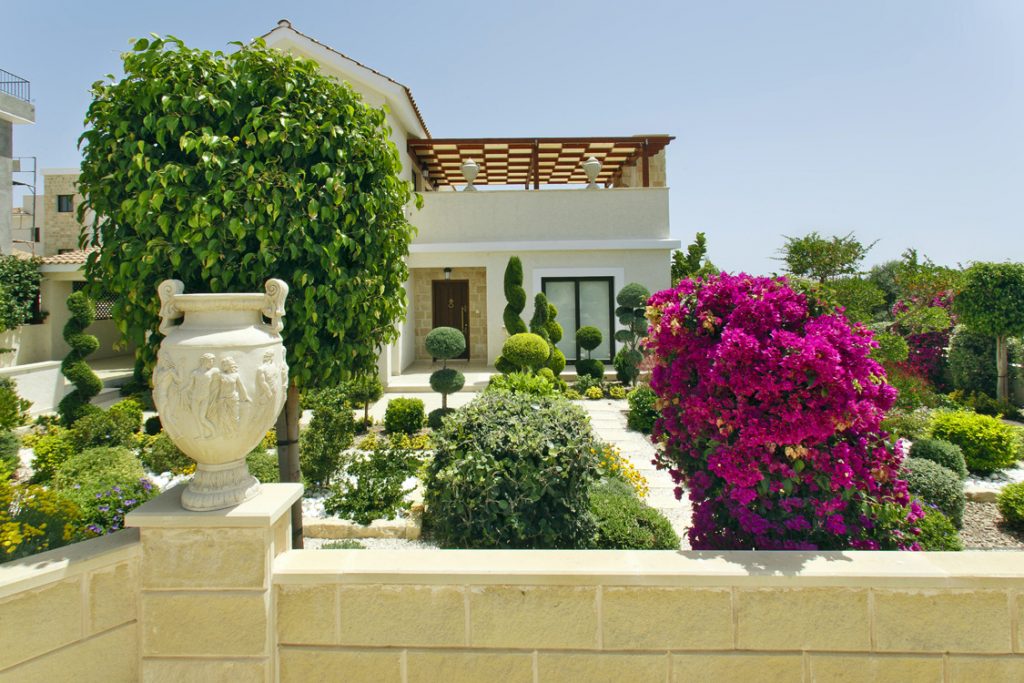Green Forest - Cyprus' leading landscaping company - ficusplants 11 2