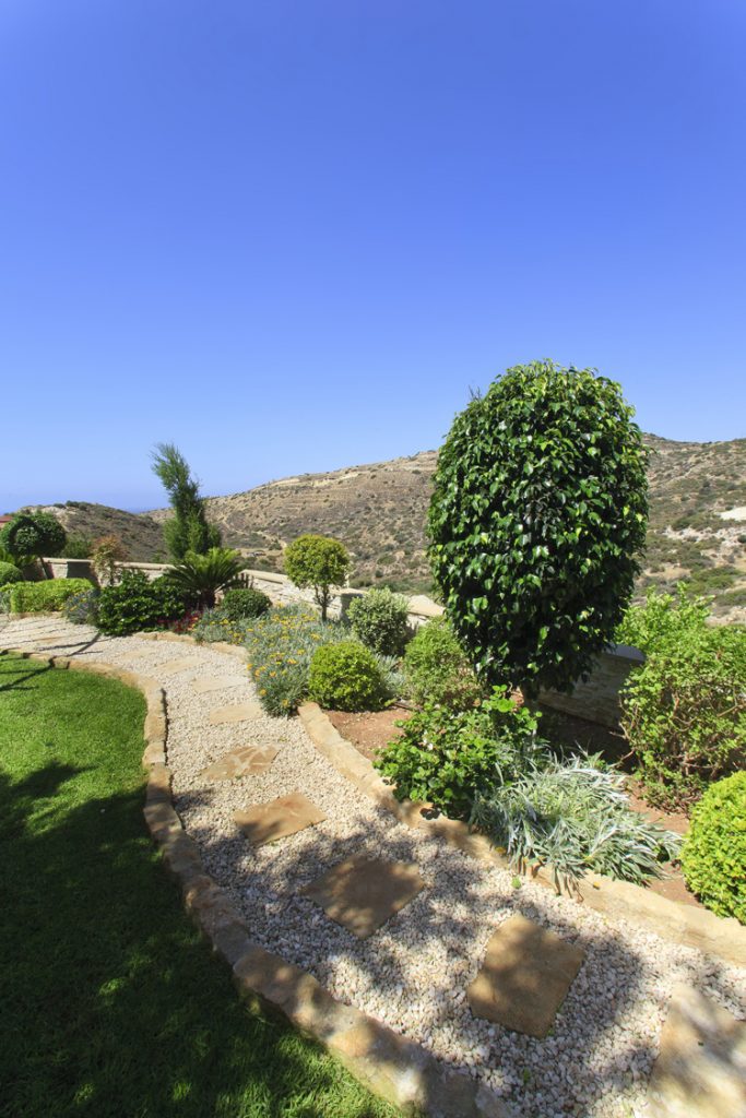 Green Forest - Cyprus' leading landscaping company - ficusplants 17 2