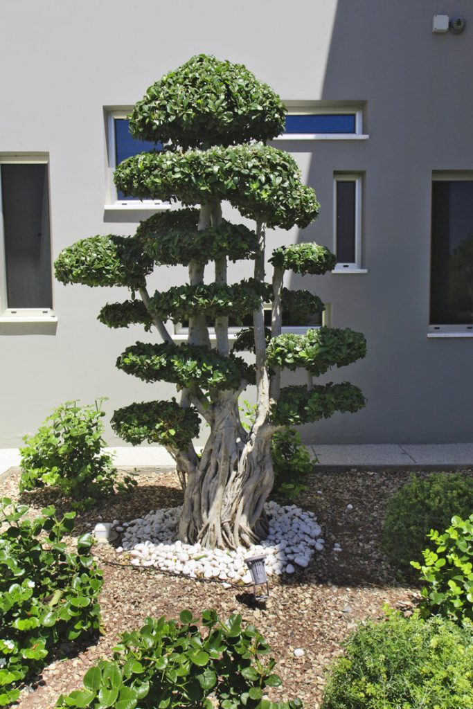 Green Forest - Cyprus' leading landscaping company - ficusplants 21