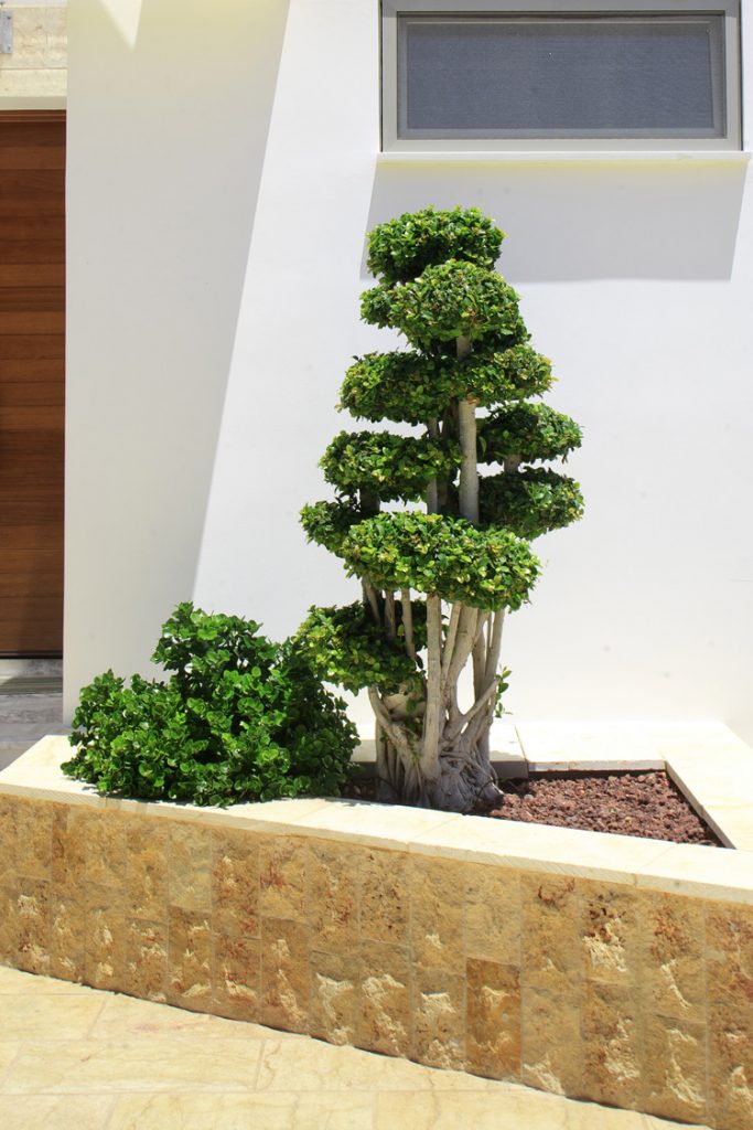 Green Forest - Cyprus' leading landscaping company - ficusplants 23