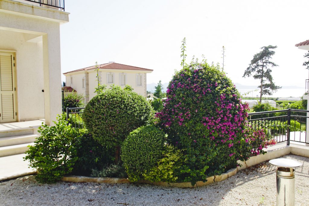 Green Forest - Cyprus' leading landscaping company - flowerbushesplants 1 1