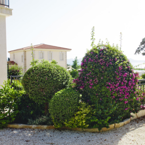 Green Forest - Cyprus' leading landscaping company - flowerbushesplants 1 1