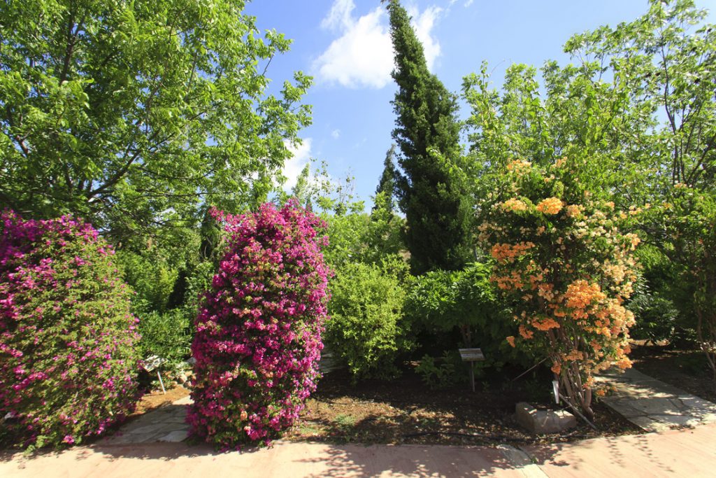 Green Forest - Cyprus' leading landscaping company - flowerbushesplants 10 2