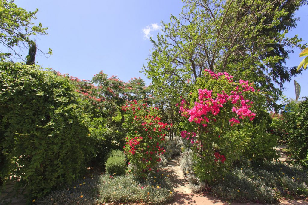 Green Forest - Cyprus' leading landscaping company - flowerbushesplants 11 2
