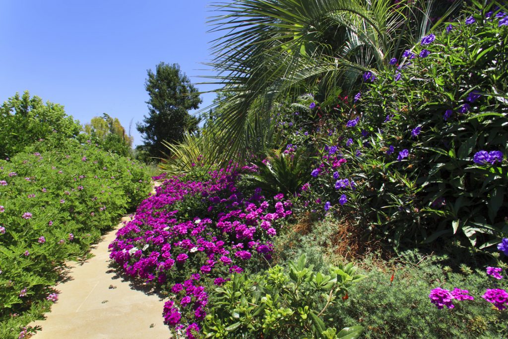Green Forest - Cyprus' leading landscaping company - flowerbushesplants 12